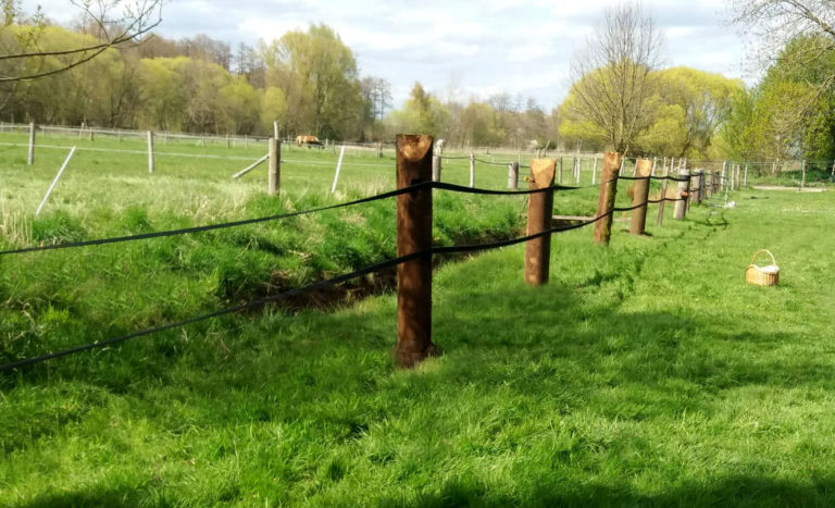 Pferdekoppel mit Flachriemen als Zaun